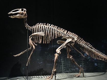 Naturalis - uitstapjes
